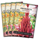 Sow Right Seeds red garnet amaranth seed pack for easy home gardening and ornamental display.