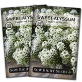 Sow Right Seeds Sweet Alyssum White Carpet of Snow seeds form a fragrant groundcover.