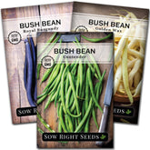 Sow Right Seeds Tri Color Bush Beans Contender pods ready for fresh harvesting.