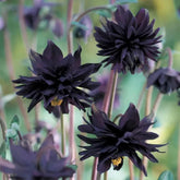 SPROUTARAQ Black Barlow Columbine Seeds seed-pack shot for planning vibrant perennial borders.