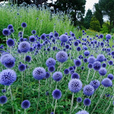Sproutaraq blue globe thistle seeds ready for spring planting for vibrant blooms.