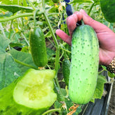 SPROUTARAQ bush pickle cucumber plant thriving in container garden.
