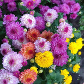 SPROUTARAQ chrysanthemum mix seeds pack displaying vibrant colors for a lively garden border
