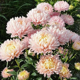 SPROUTARAQ Duchess Peony Aster bloom close-up; ideal for late-summer arrangements.