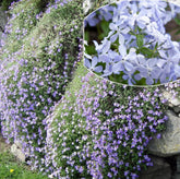 SPROUTARAQ emerald blue creeping phlox seeds form a vibrant ground cover that blooms.