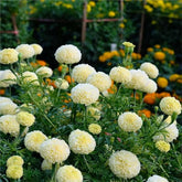 SPROUTARAQ Moonlight Marigold blooms pale yellow, perfect for beds and borders.