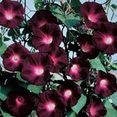 SPROUTARAQ Morning Glory seeds pack offers vibrant color for butterfly-friendly gardens