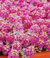 SPROUTARAQ Rosie O'Day pink alyssum bloom closeup for border definition.