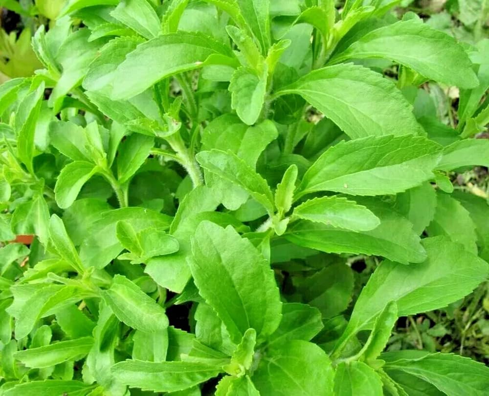 SPROUTARAQ Stevia seed pack 200 for home gardening and natural sweetener.