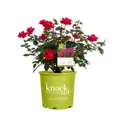 Star Roses Knock Out Double Rose Bloom showcases a traditional bloom form with long-lasting color.