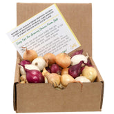 Stargazer Perennials mixed onion assortment bulbs for home garden planting