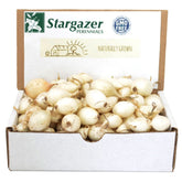 Stargazer Perennials White Ebenzer onion sets in packaging, ideal for easy spring planting and garden prep.