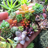 200pcs rare mixed succulent seeds for a colorful indoor garden collection.