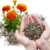 Suluote marigold seeds pack cover, premium heirloom seeds for vibrant border plantings.
