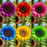 90+ Mix Color Sunflower Seeds bloom closeup, showing vibrant petals that attract pollinators.