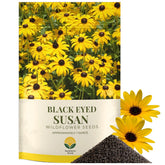 SunHaven Seeds black-eyed Susan seeds in a 100k-pack for large garden coverage
