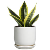 SUNPOTFOR white 5-inch ceramic pot with drainage hole for healthy succulents.
