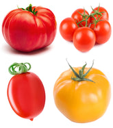 Sunutri Seeds Tomato Beefsteak Collection Pack showing large slicing tomatoes ideal for fresh eating