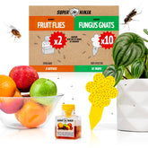 Super Ninja gnat traps with bright yellow sticks protect houseplants