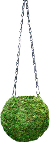 SuperMoss Kokedama Planter 6in diameter shown in a clean, modern display for indoor use.