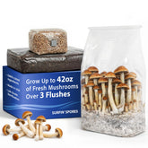 Surfin' Spores 4 lb grain bag with injection port for clean inoculation.