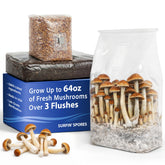 Surfin' Spores 6 lb all-in-one grow kit with multi-harvest potential.