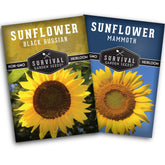 SURVIVAL GARDEN SEEDS Mammoth edible sunflower bloom showing large seed yield