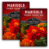 Survival Garden Seeds French Sparky marigold bloom close-up highlights vibrant color.