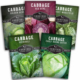 Survival Garden Seeds Red Acre cabbage head for vibrant salads