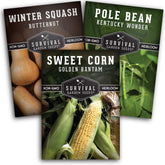 SURVIVAL GARDEN SEEDS Three Sisters corn—heritage ears for dining and storage.