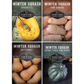 Survival Garden Seeds Butternut squash variety for roasting and long storage.