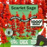 SVI 1000 red sage seeds packet close-up for outdoor planting and easy sowing