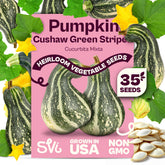 SVI 35 Cushaw green-striped pumpkin seeds pack for easy home planting