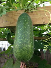 SVI hairy gourd seeds with uniform green-skin fruits ideal for fresh harvest and even cooking.