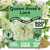SVI Queen Anne's Lace seeds seed pack for borders and wildflower gardens.