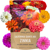Sweet Yards bulk zinnia seeds California Giants mix bag for easy planting