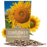 Sweet Yards Mammoth Grey Stripe sunflower seeds bulk pack ready for planting and growth