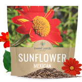 Sweet Yards Mexican Sunflower seeds extralarge pack ready to cover 100 sq ft