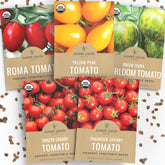 Sweet Yards Green Zebra cherry tomato seeds for a vibrant garden harvest.