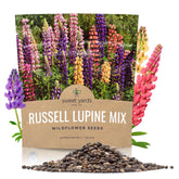 Sweet Yards Russell Lupine Seeds in an extra-large packet for bold garden borders.