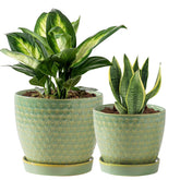 Swicken sage-green crackle texture planter adds a stylish touch to any room