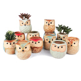 T4U owl pot set of 12 — playful desk decor for small succulents.