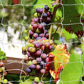 Tcamp Trellis Netting 5ft x 30ft in use, supports heavy crops