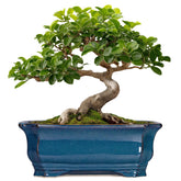 Teagas bonsai pot with blue glaze enhances indoor display and styling