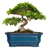 Teagas Bonsai Tree Pot with blue reactive glaze elevates indoor decor and style