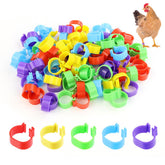 Tenalleys red 16mm chicken leg rings for quick flock identification.