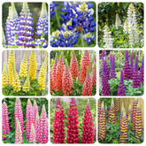 Texas Lupine bloom cluster enhances border color in sunny gardens.