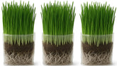 The Cat Ladies cat grass grow bag kit ready for quick indoor cat grazing