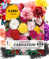 The Lucky Stars carnation seeds mix in packaging ready for garden planting.
