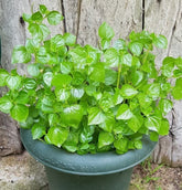 The Lucky Stars crab claw seeds pack for direct sowing, fast germination, and compact growth.